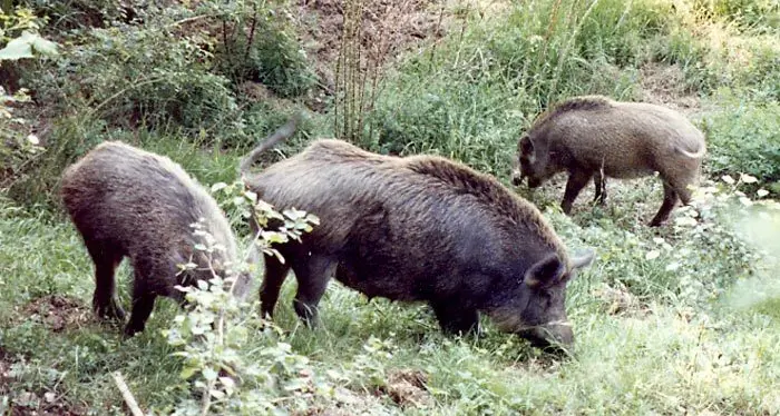 Coldiretti: «Autorizzateci ad abbattere i cinghiali»