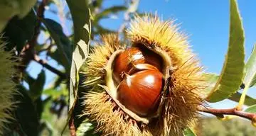 Alla Fondazione Edmund Mach due giornate scientifiche dedicate alla frutta a guscio