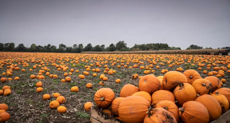 Meno zucche per Halloween, il clima pazzo taglia il 20% della produzione