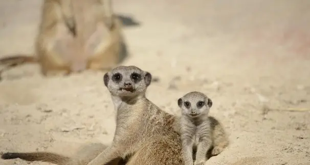 Parco Natura Viva: gelati, e non solo, per rinfrescare gli animali