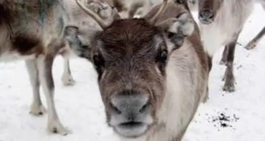 La renna di Babbo Natale sbranata dal branco di lupi (o cani selvatici)