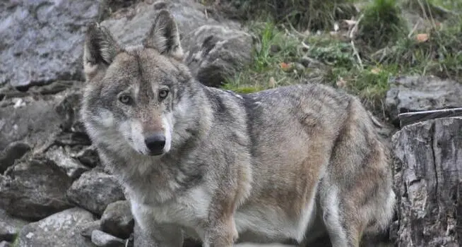 Moena, rinvenuta morta una femmina di lupo