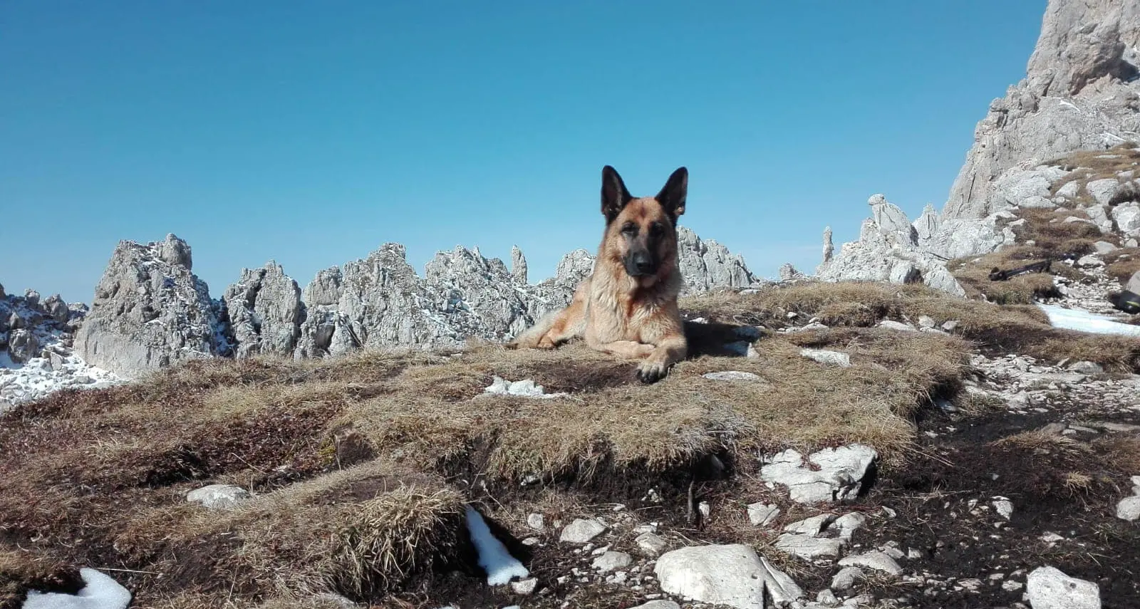 Addio a Ari, instancabile cane da ricerca: oltre 150 interventi per salvare vite