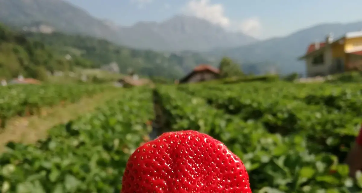 “Gemme di gusto”: con la Strada del vino e dei sapori del Trentino, gli appuntamenti del fine settimana