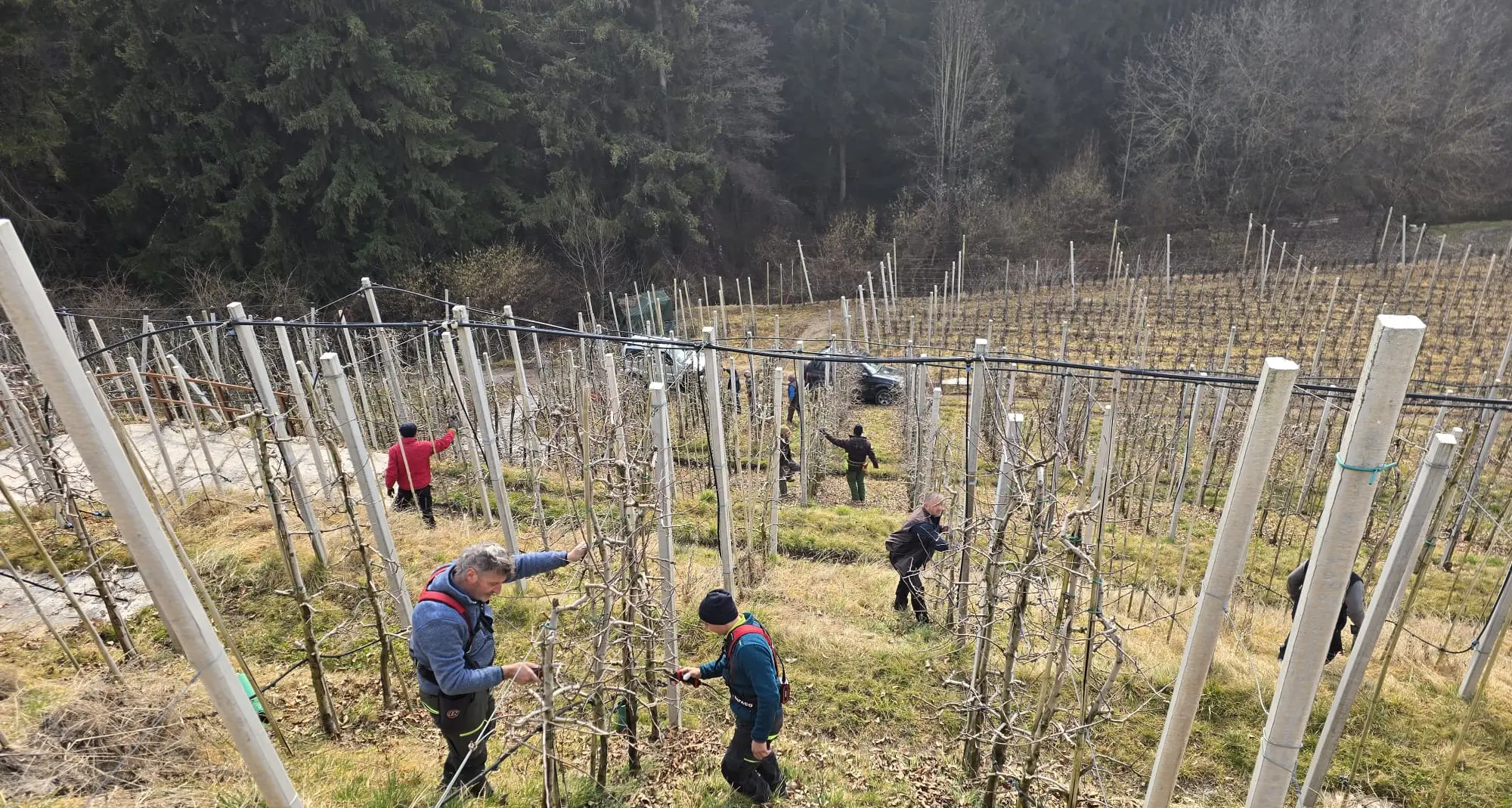 Casez, gara di solidarietà: via alla “potatura solidale” per salvare le piante del melicoltore malato