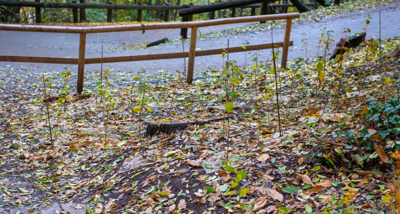 Trento, piantati mille nuovi alberi nel parco di Gocciadoro
