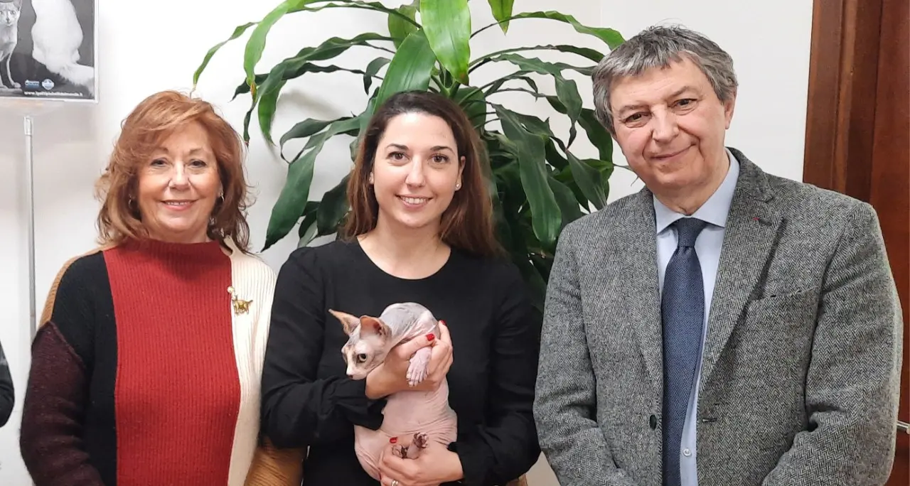 In mostra a Padova i gatti più belli del mondo: da Trento i giganti norvegesi e gli Scottish Fold