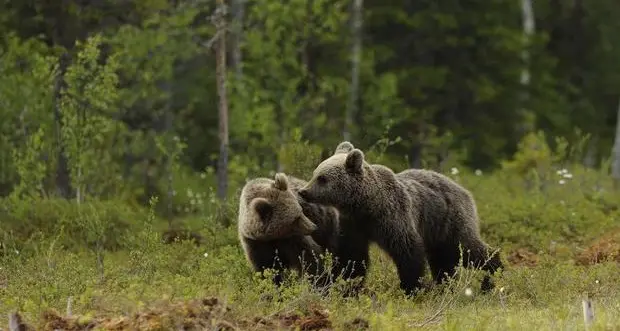 Proiettato in Senato «Pericolosamente Vicini», il documentario sulla convivenza tra uomo e orso