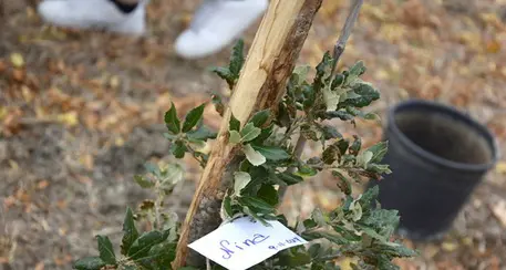 Un albero per ogni nato: a Trento un bosco da 30mila piante