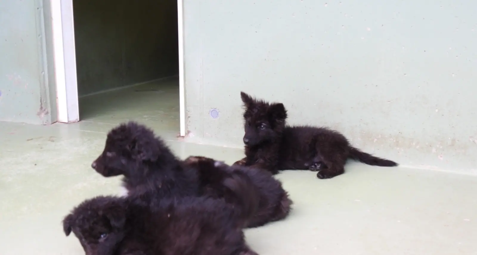 Madruzzo, Lav: “Salvati 30 cani, vivevano nel degrado o prigionieri in una roulotte”