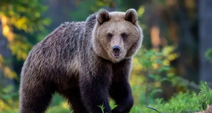 Orsa Jj4, le associazioni animaliste chiedono notizie sui cuccioli