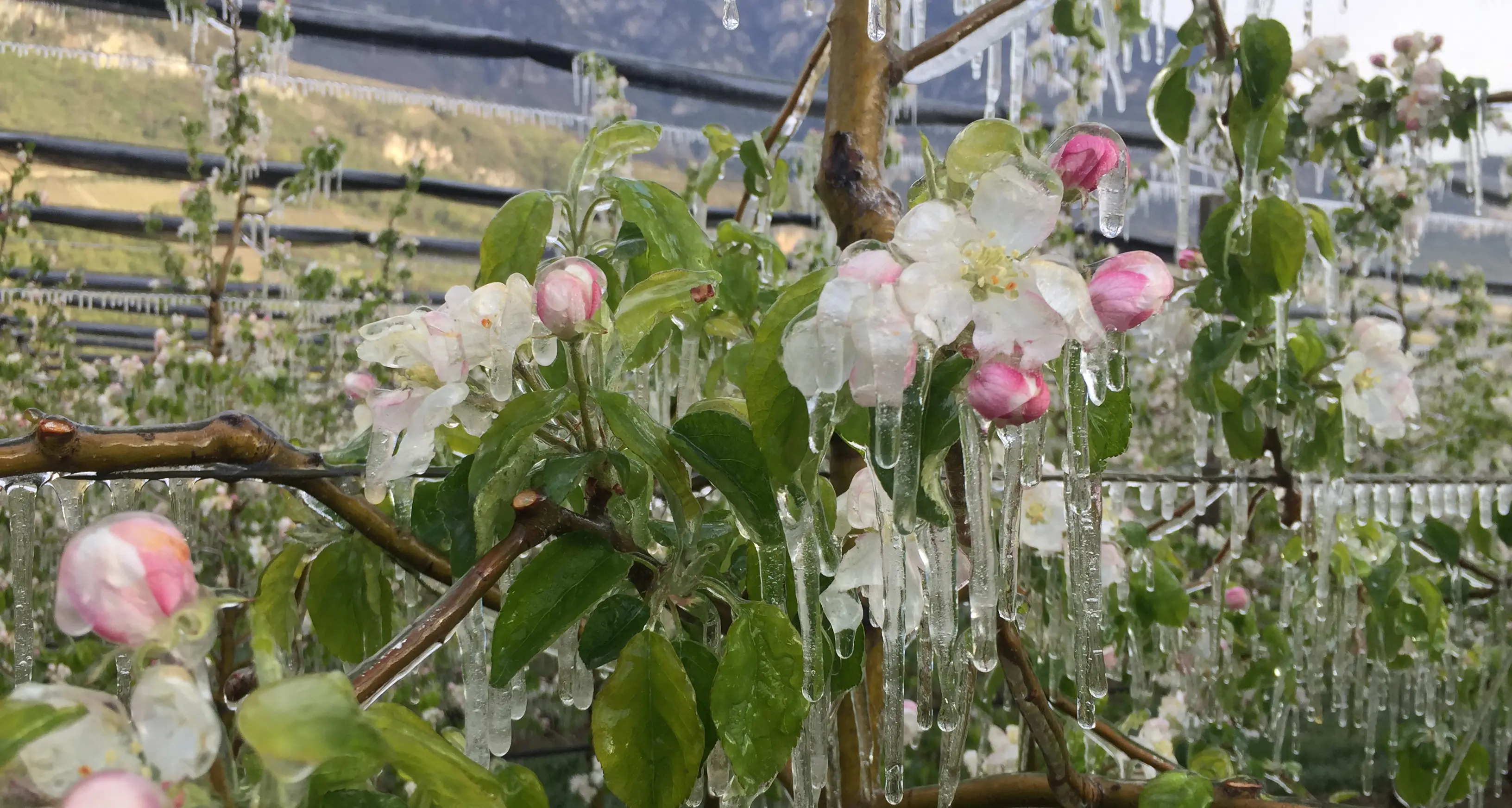 Metetrentino, primavera 2021 molto più fredda della media