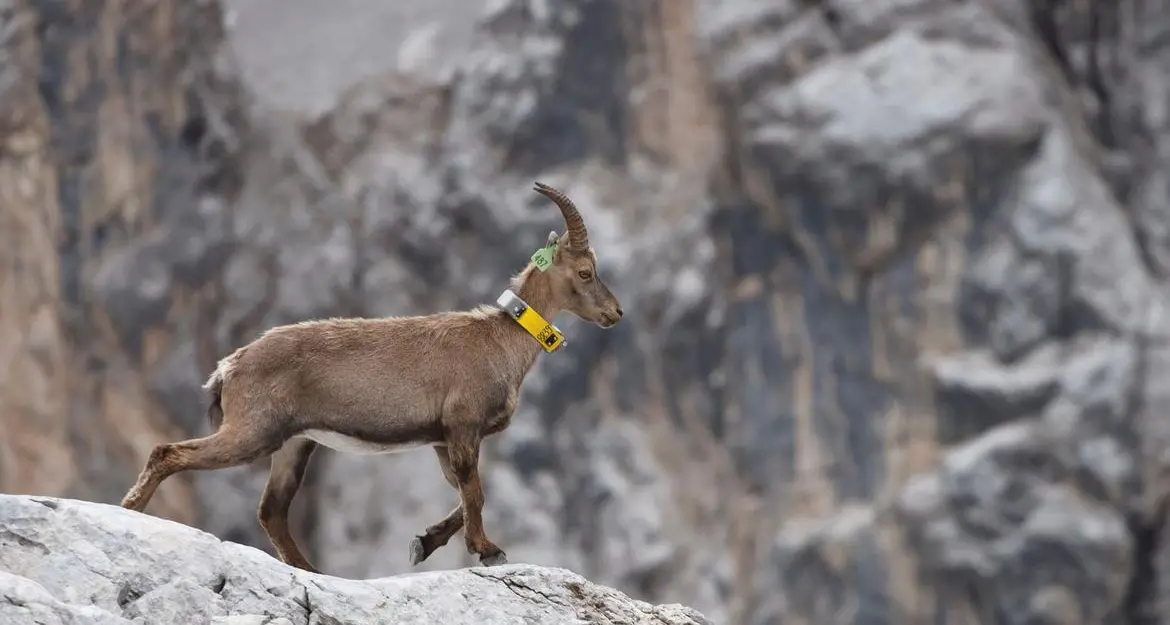 Cambiamenti climatici: lo studio sugli stambecchi delle Dolomiti