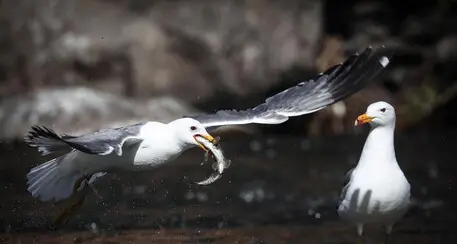Morti di aviaria anche i tre gabbiani trovati alle foci del Sarca