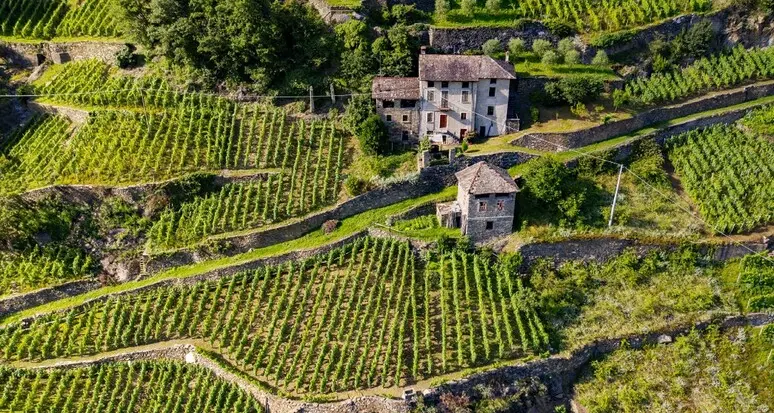 Aziende agricole in difficoltà, dalla Regione aiuti fino al 70% dei contributi Inps