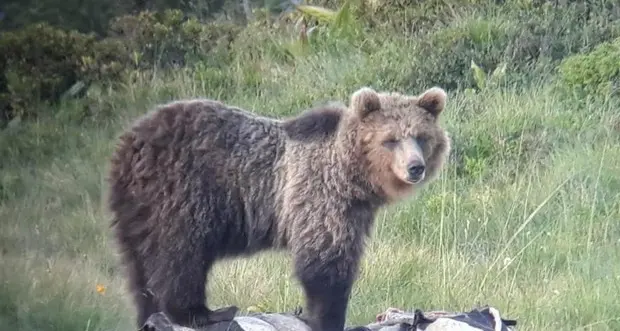 Indennizzi negati per i danni da orso, la Lav attacca Fugatti: «In piazza il 16 settembre a Trento»